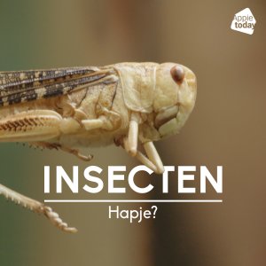insecten eten